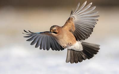 Red de vogels met ‘onzichtbare’ glasfolies